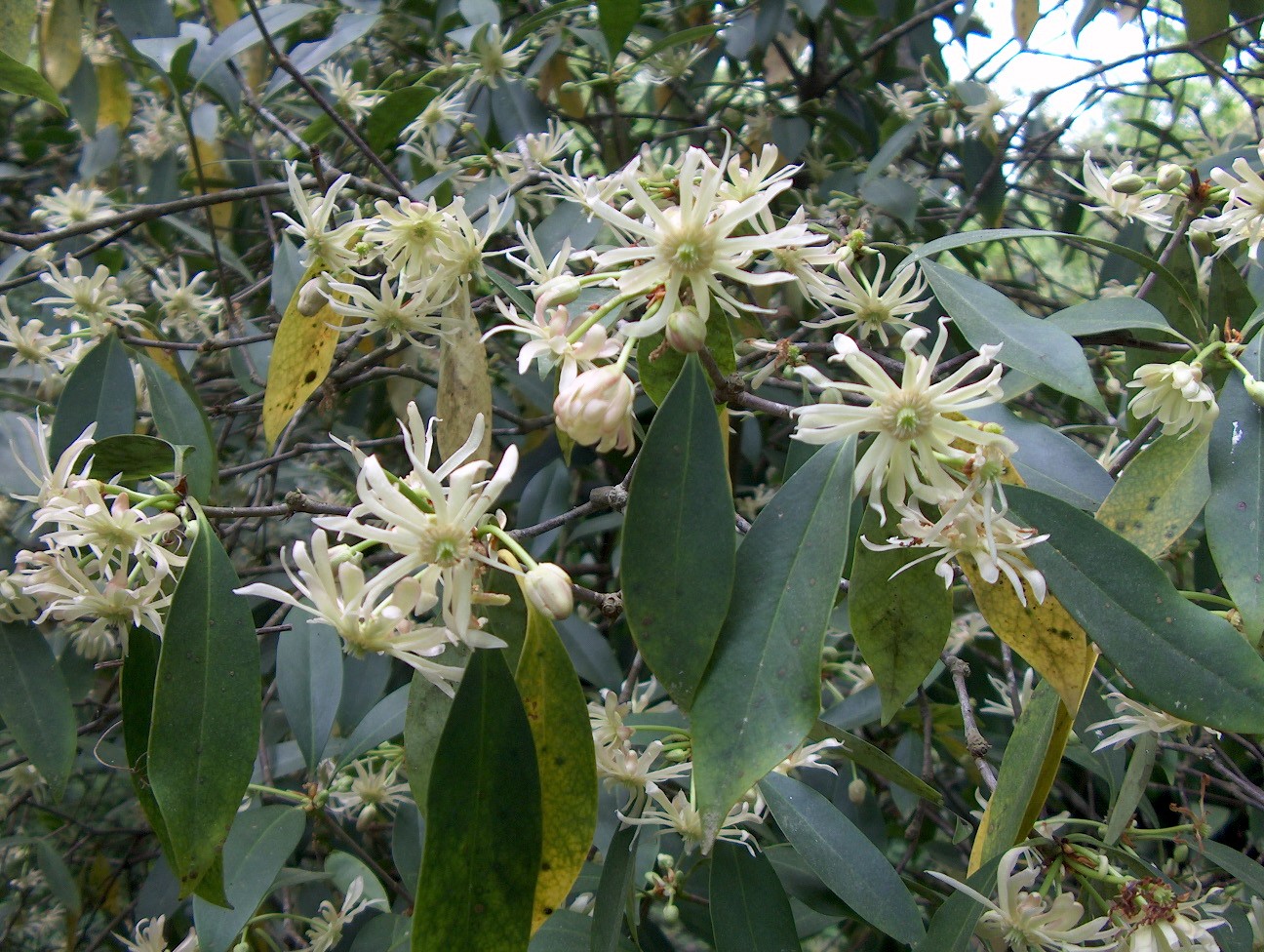Представитель Отряда Illiciales